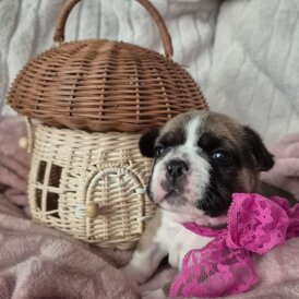 French Bulldog