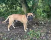 Bullmastiff