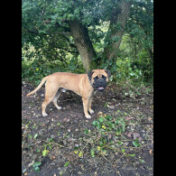 Bullmastiff
