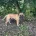 Bullmastiff