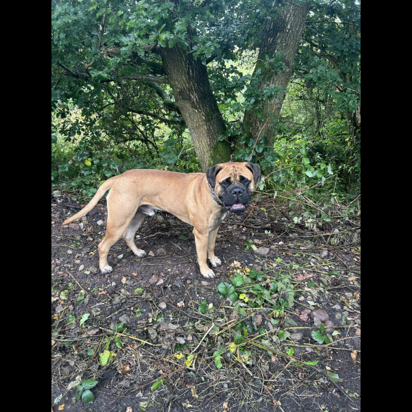 Bullmastiff