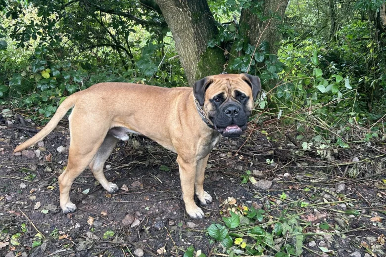 Bullmastiff