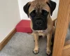 Bullmastiff