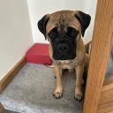Bullmastiff