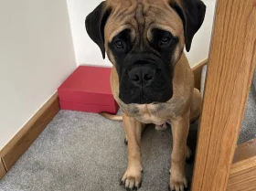 Bullmastiff