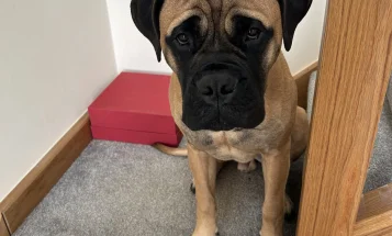 Bullmastiff