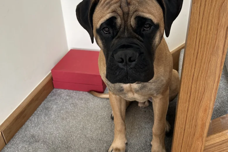 Bullmastiff