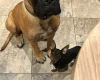 Bullmastiff