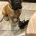 Bullmastiff