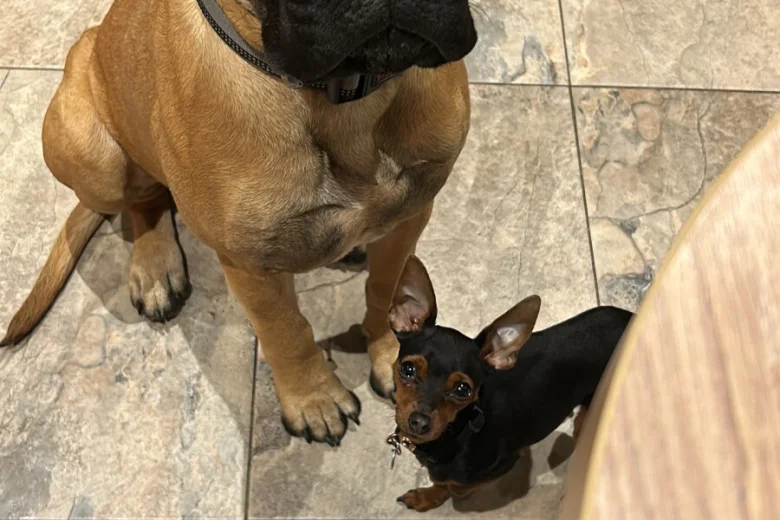 Bullmastiff