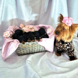 Yorkshire Terrier