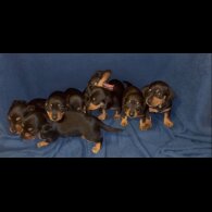 Dachshund (Miniature Smooth Haired)