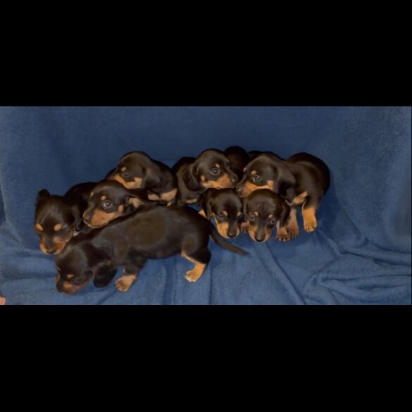 Dachshund (Miniature Smooth Haired)