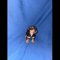 Dachshund (Miniature Smooth Haired)