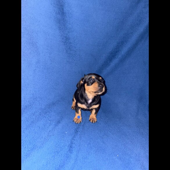 Dachshund (Miniature Smooth Haired)