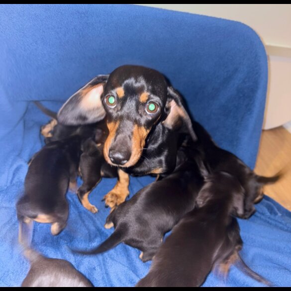 Dachshund (Miniature Smooth Haired)