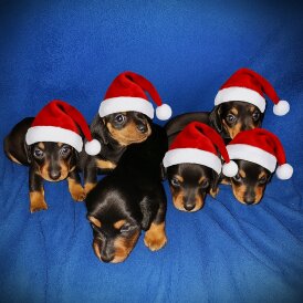 Dachshund (Miniature Smooth Haired)