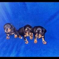Dachshund (Miniature Smooth Haired)