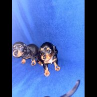 Dachshund (Miniature Smooth Haired)