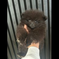 Pomeranian