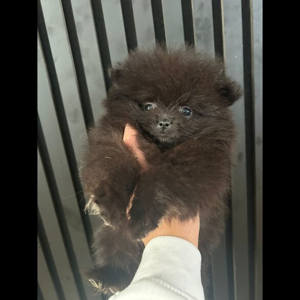 Pomeranian