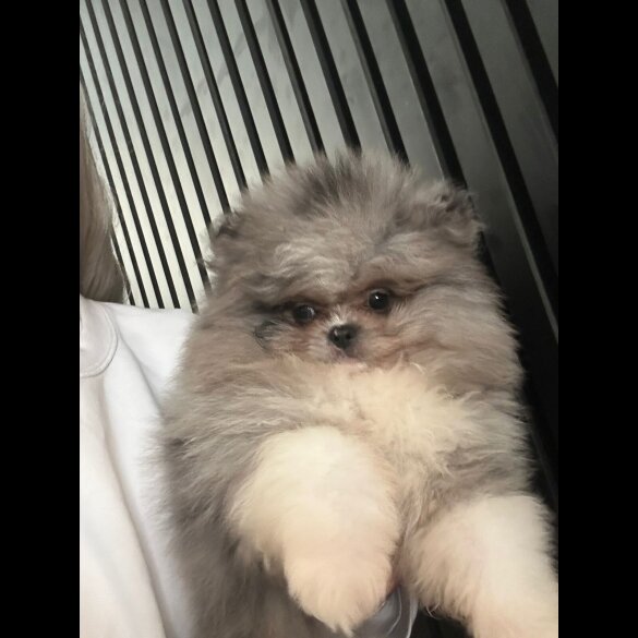 Pomeranian