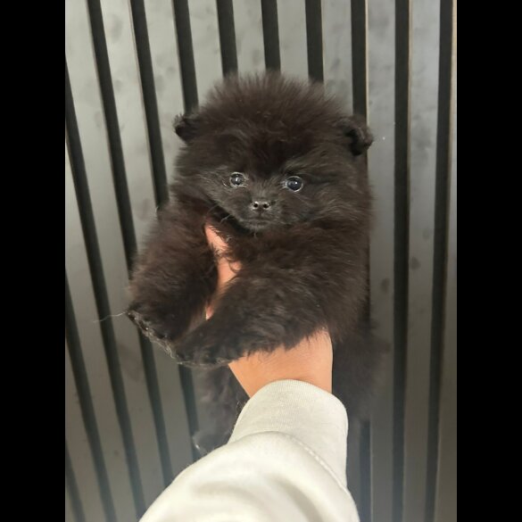 Pomeranian