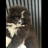 Pomeranian