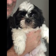 Shih Tzu