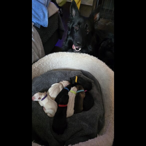 German Shepherd (Alsatian)