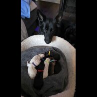 German Shepherd (Alsatian)