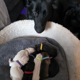 German Shepherd (Alsatian)