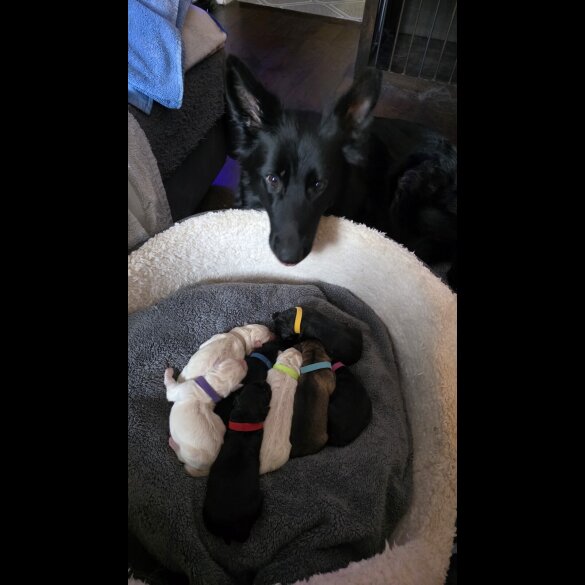 German Shepherd (Alsatian)