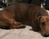 Dachshund (Miniature Smooth Haired)