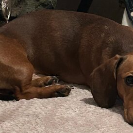 Dachshund (Miniature Smooth Haired)