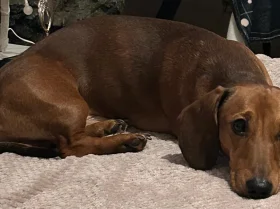 Dachshund (Miniature Smooth Haired)