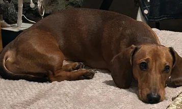 Dachshund (Miniature Smooth Haired)
