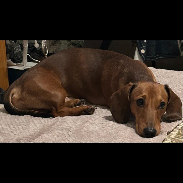 Dachshund (Miniature Smooth Haired)