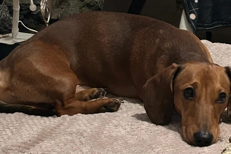 Dachshund (Miniature Smooth Haired)