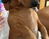 Dachshund (Miniature Smooth Haired)