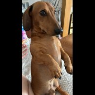 Dachshund (Miniature Smooth Haired)