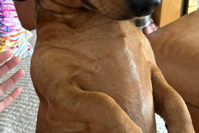 Dachshund (Miniature Smooth Haired)