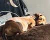 Dachshund (Miniature Smooth Haired)