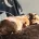 Dachshund (Miniature Smooth Haired)