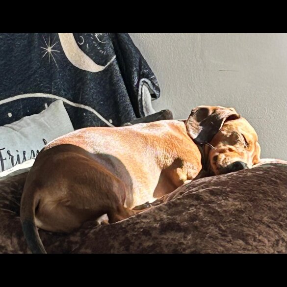 Dachshund (Miniature Smooth Haired)