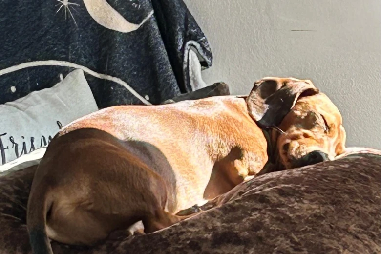 Dachshund (Miniature Smooth Haired)
