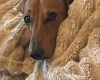 Dachshund (Miniature Smooth Haired)
