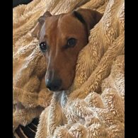 Dachshund (Miniature Smooth Haired)