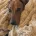 Dachshund (Miniature Smooth Haired)