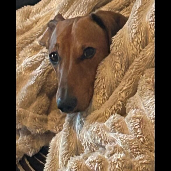 Dachshund (Miniature Smooth Haired)